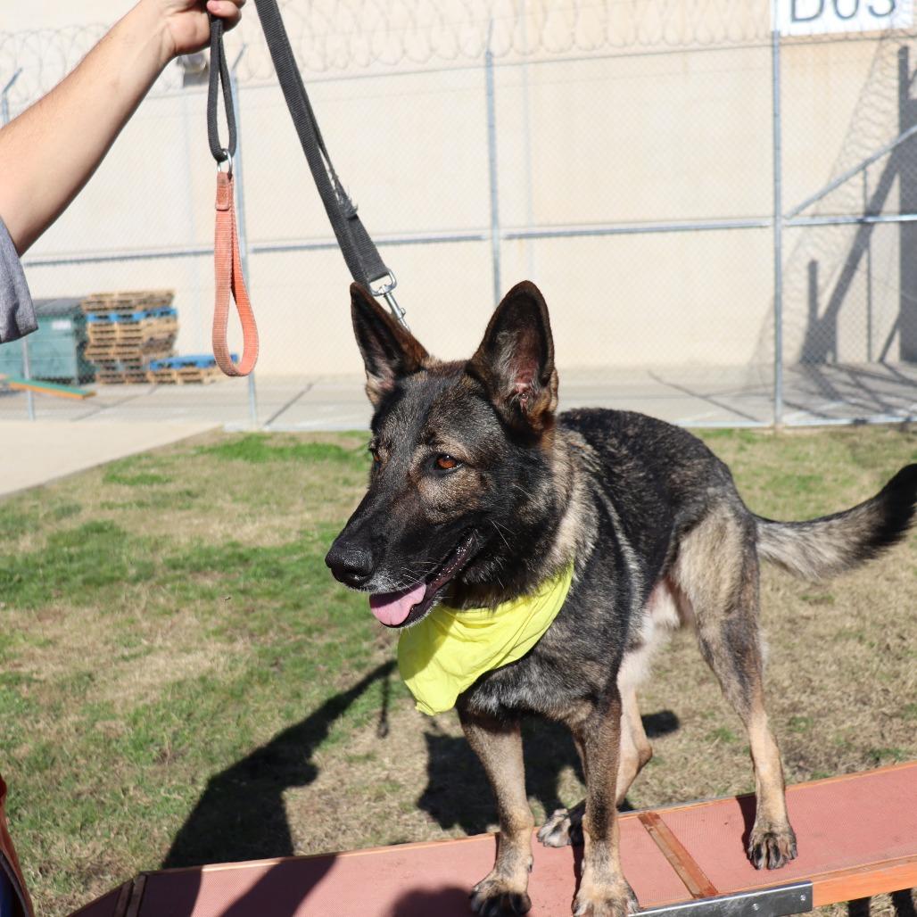 Enlarge Hunter, a Adoptable German Shepherd Dog in Ione, CA image 6/6