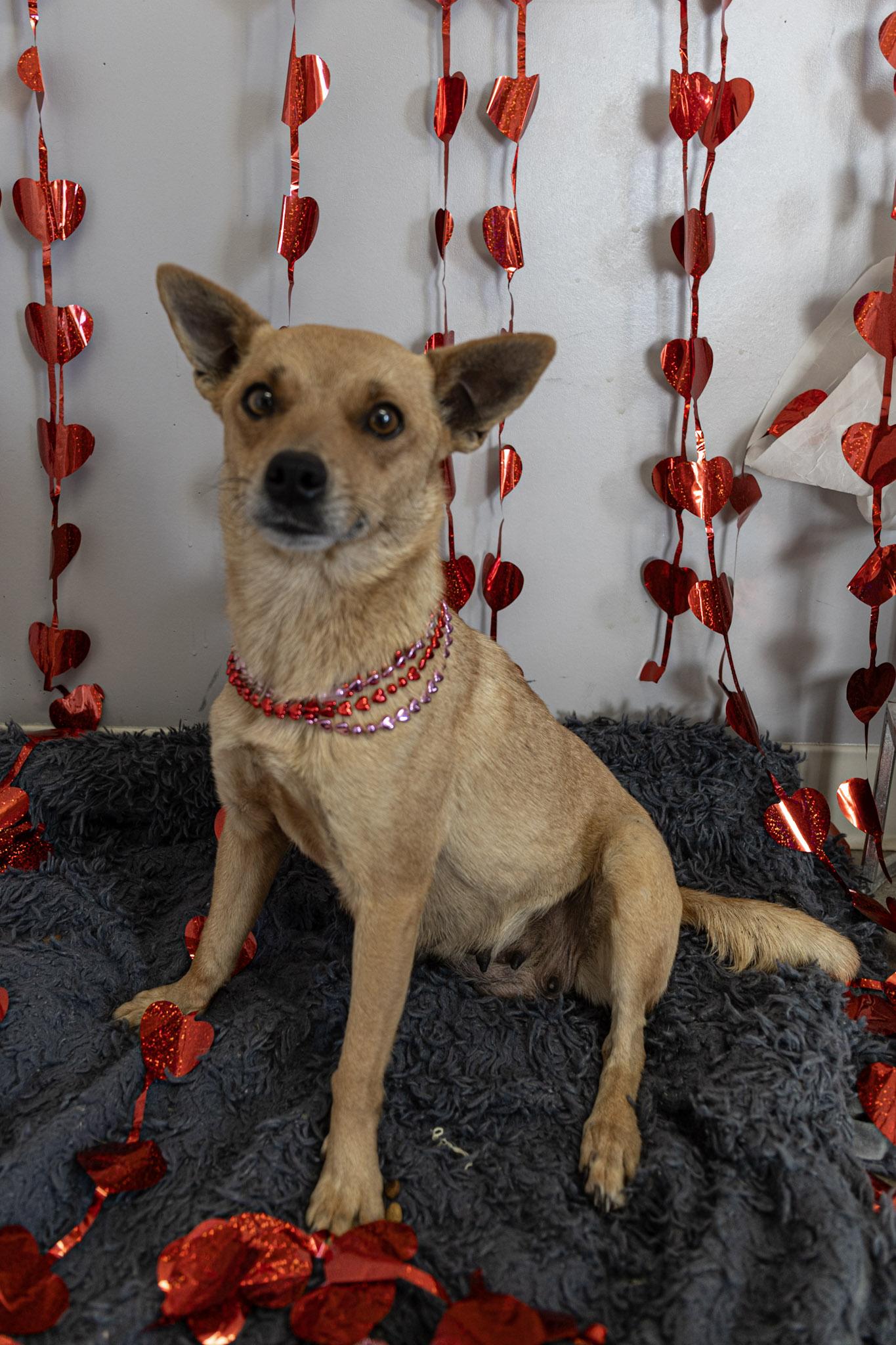 Tansy, adopted, Adult Female Mixed Breed.