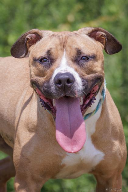 Diamond, Adoptable, Adult Female Pit Bull Terrier & Mixed Breed.