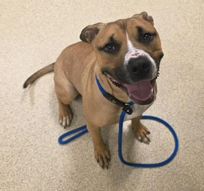 Enlarge Diamond, a Adoptable mixed breed in Mount Holly, NJ image 2/2