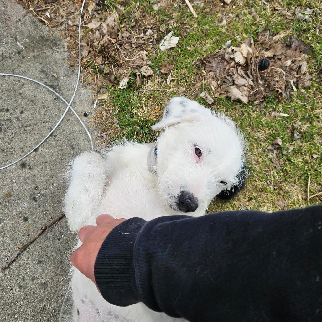 Monroe, Adoptable, Puppy Female Labrador Retriever & Poodle.