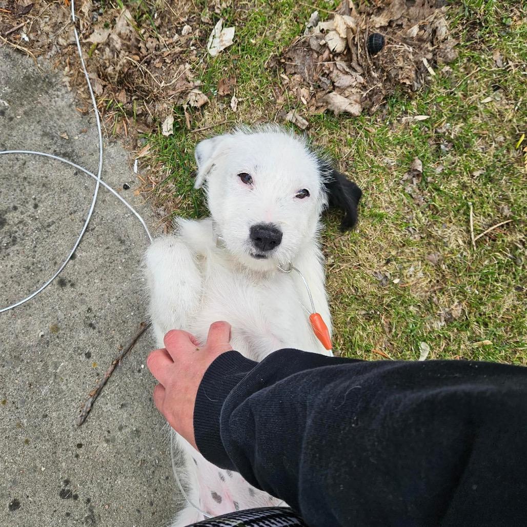 Enlarge Monroe, a Adoptable mixed breed in Tomah, WI image 2/4