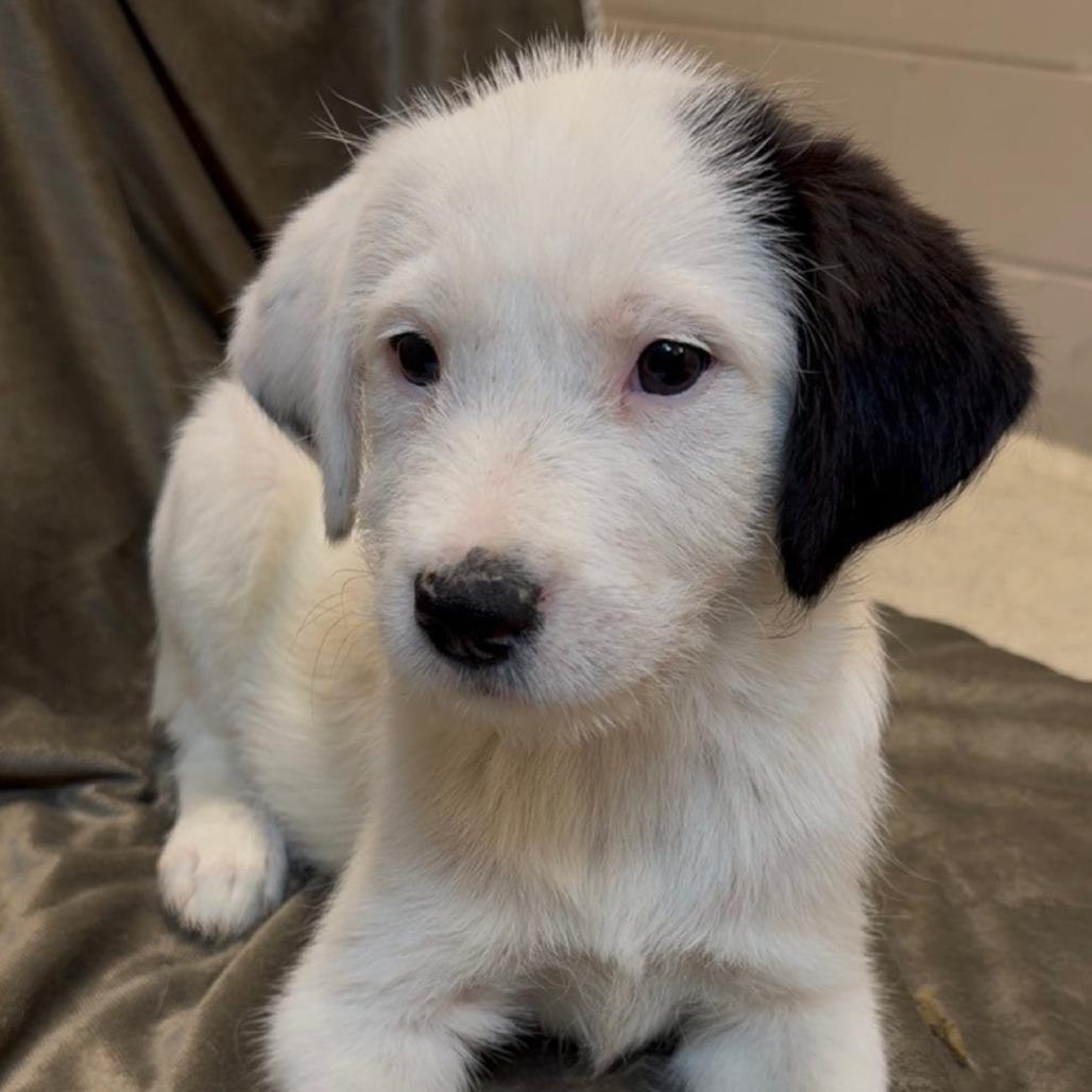 Enlarge Monroe, a Adoptable mixed breed in Tomah, WI image 3/4