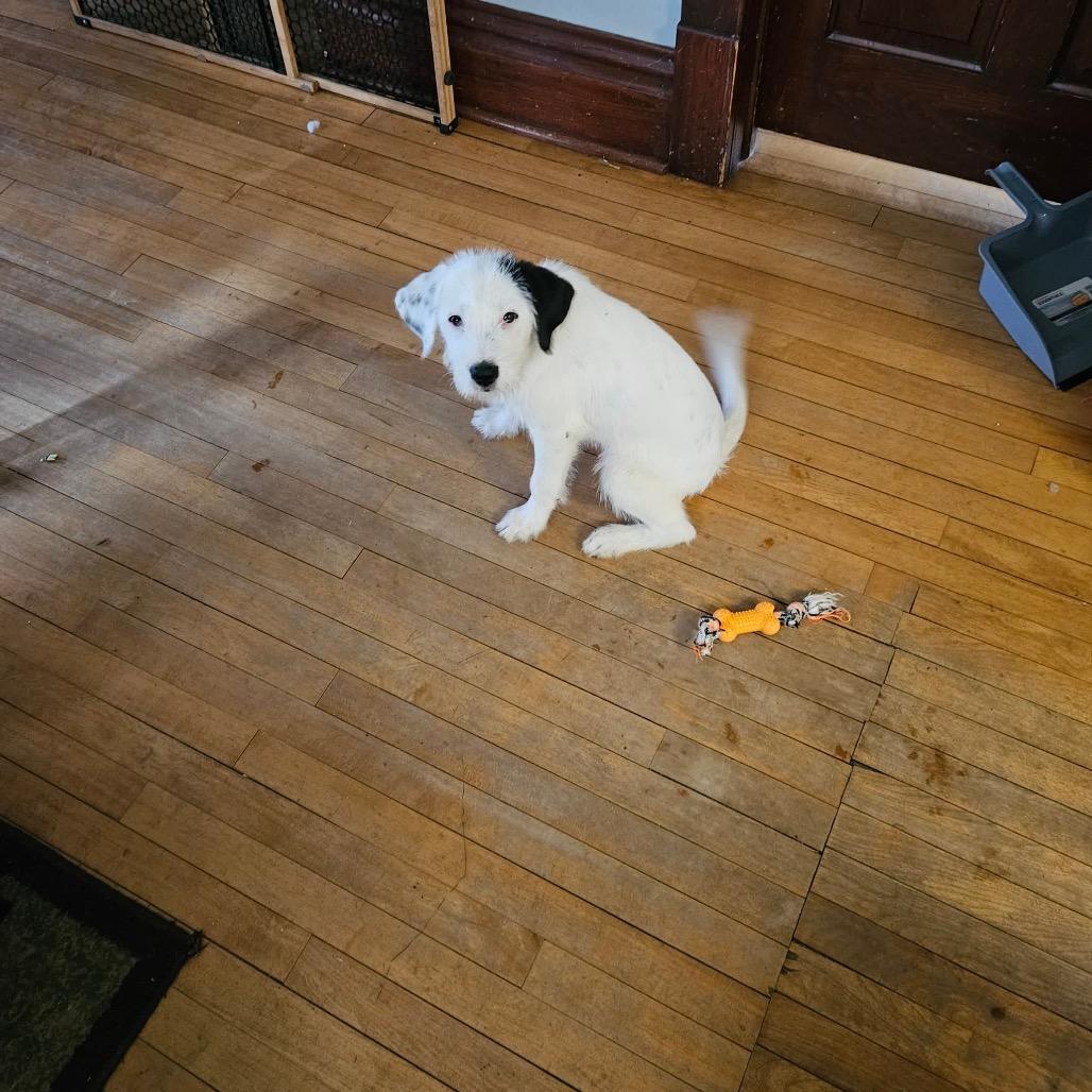 Enlarge Monroe, a Adoptable mixed breed in Tomah, WI image 4/4