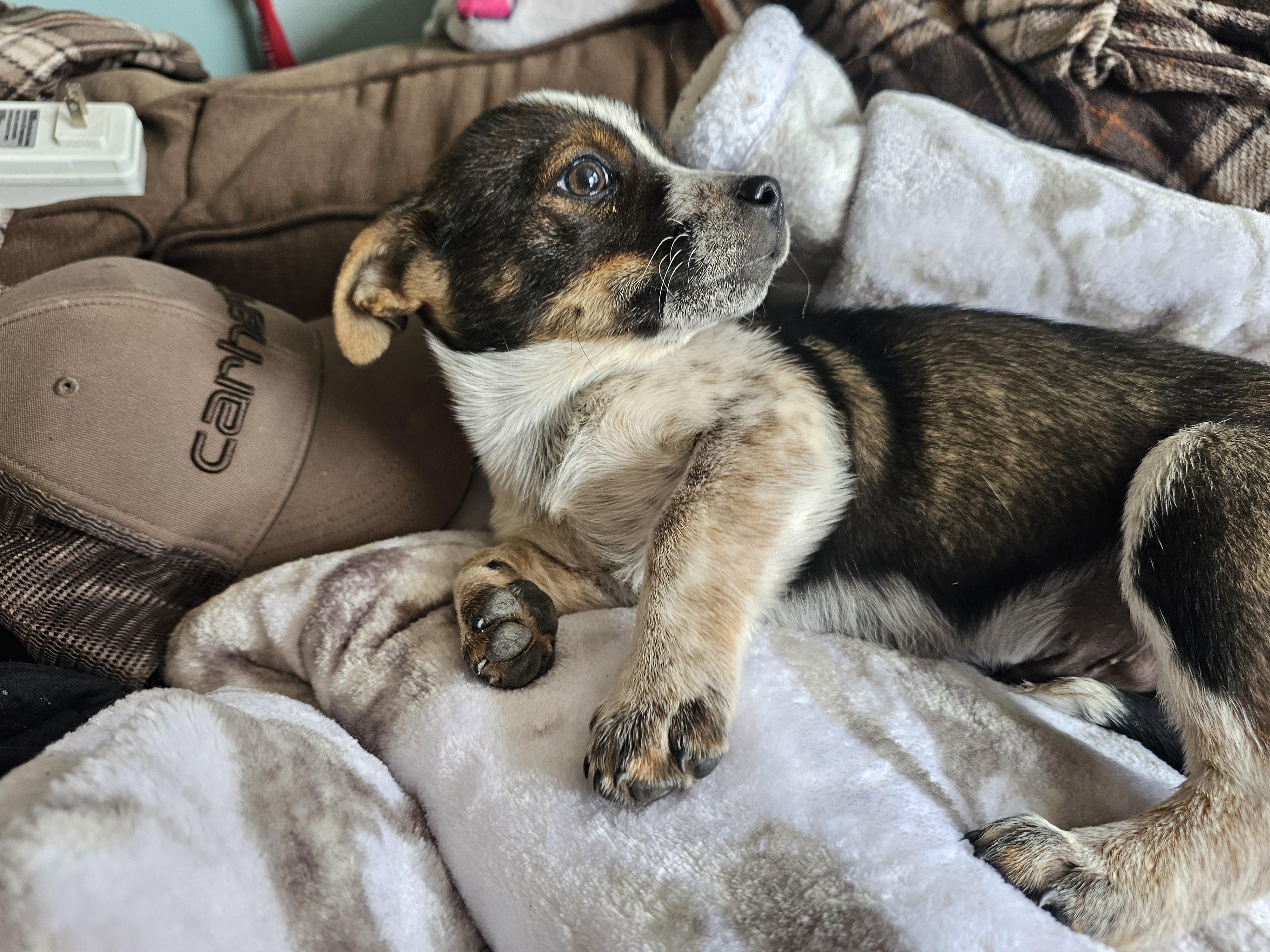 Enlarge Rodeo, an adopted mixed breed in Phelan, CA image 2/6