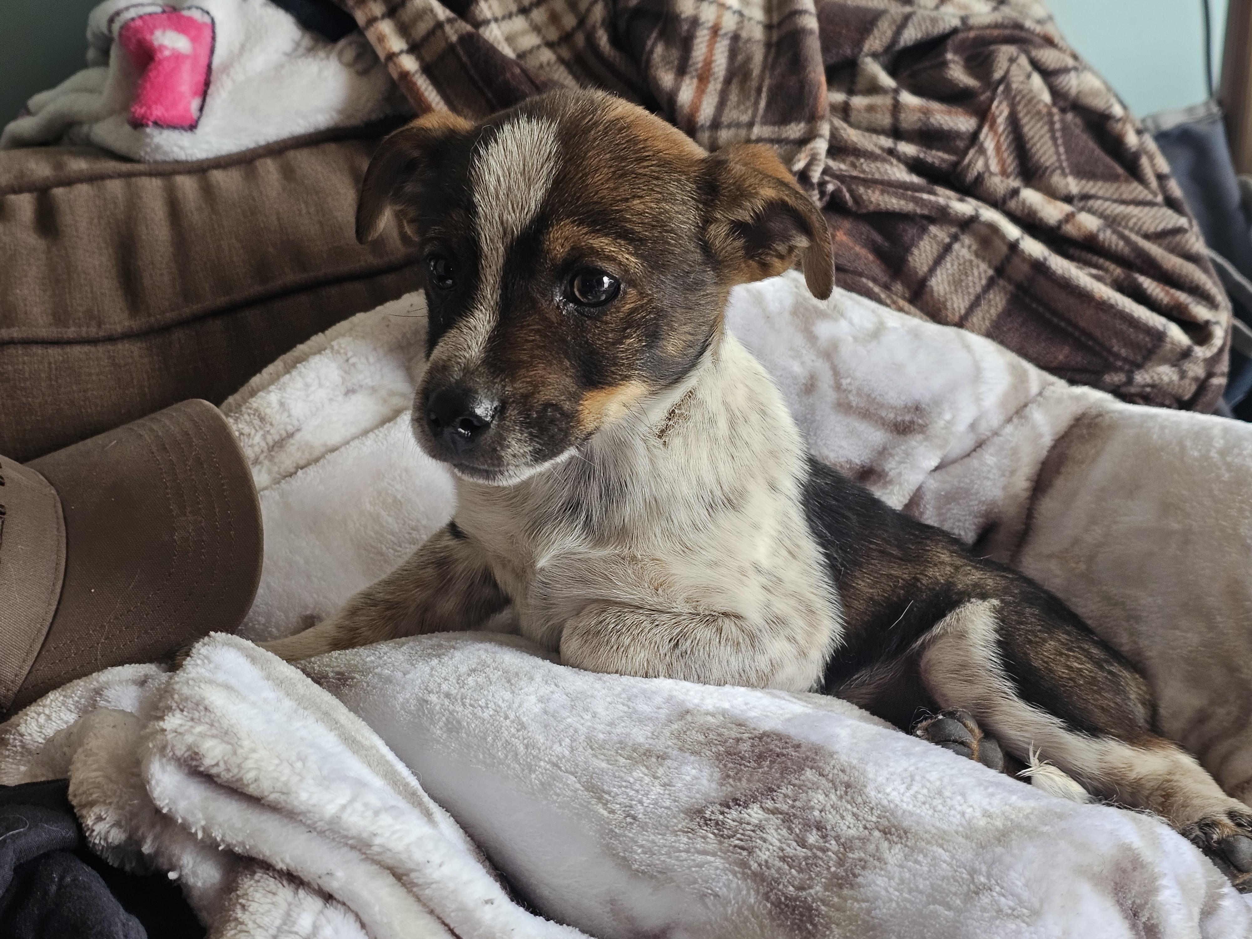 Rodeo, adopted, Puppy Male Corgi & Australian Cattle Dog / Blue Heeler.