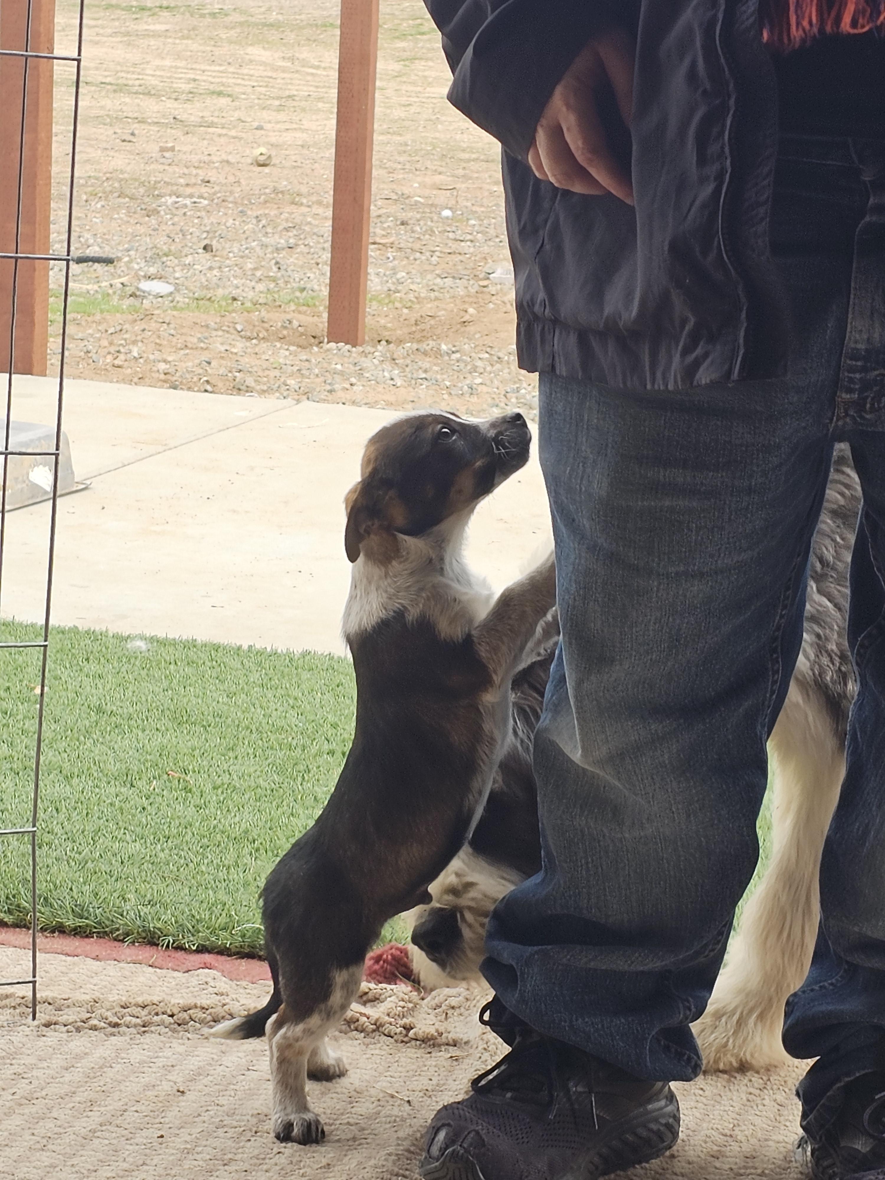 Enlarge Rodeo, an adopted mixed breed in Phelan, CA image 5/6