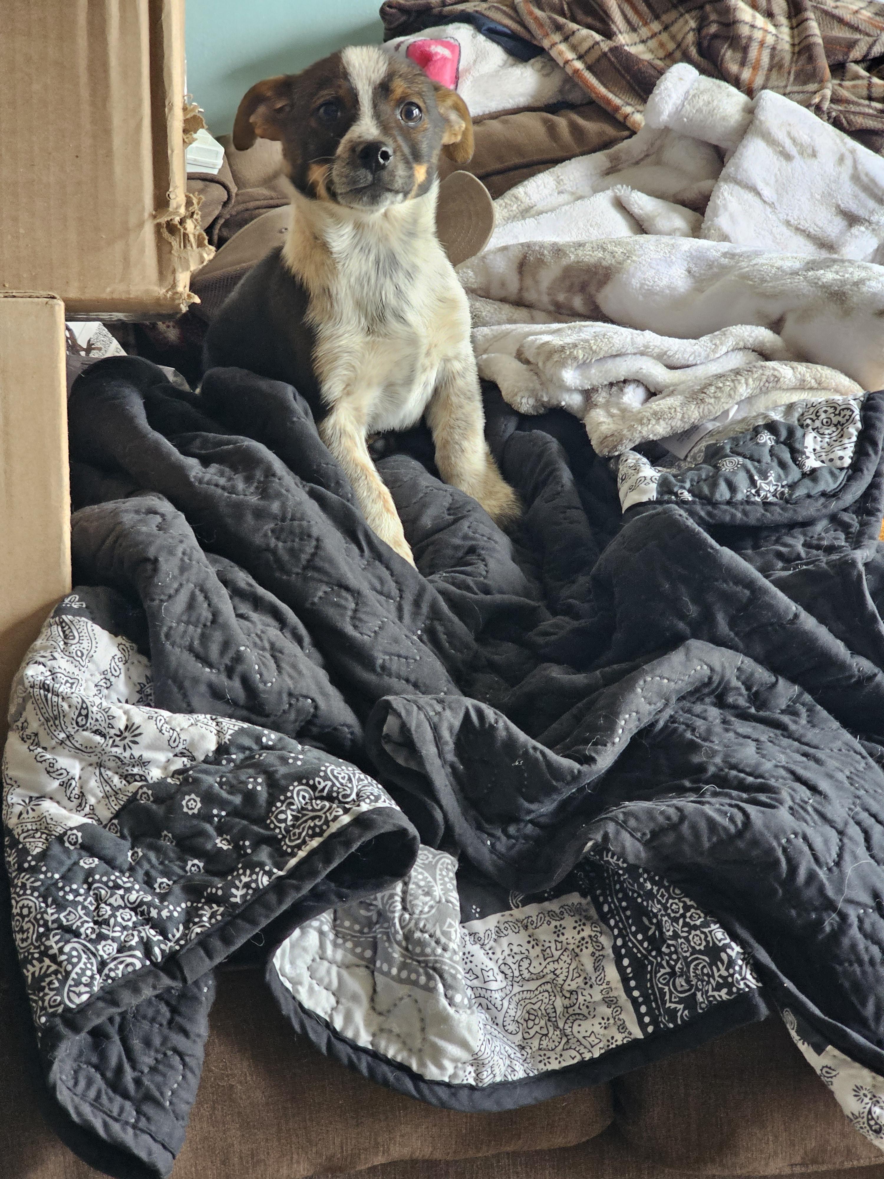 Enlarge Rodeo, an adopted mixed breed in Phelan, CA image 6/6