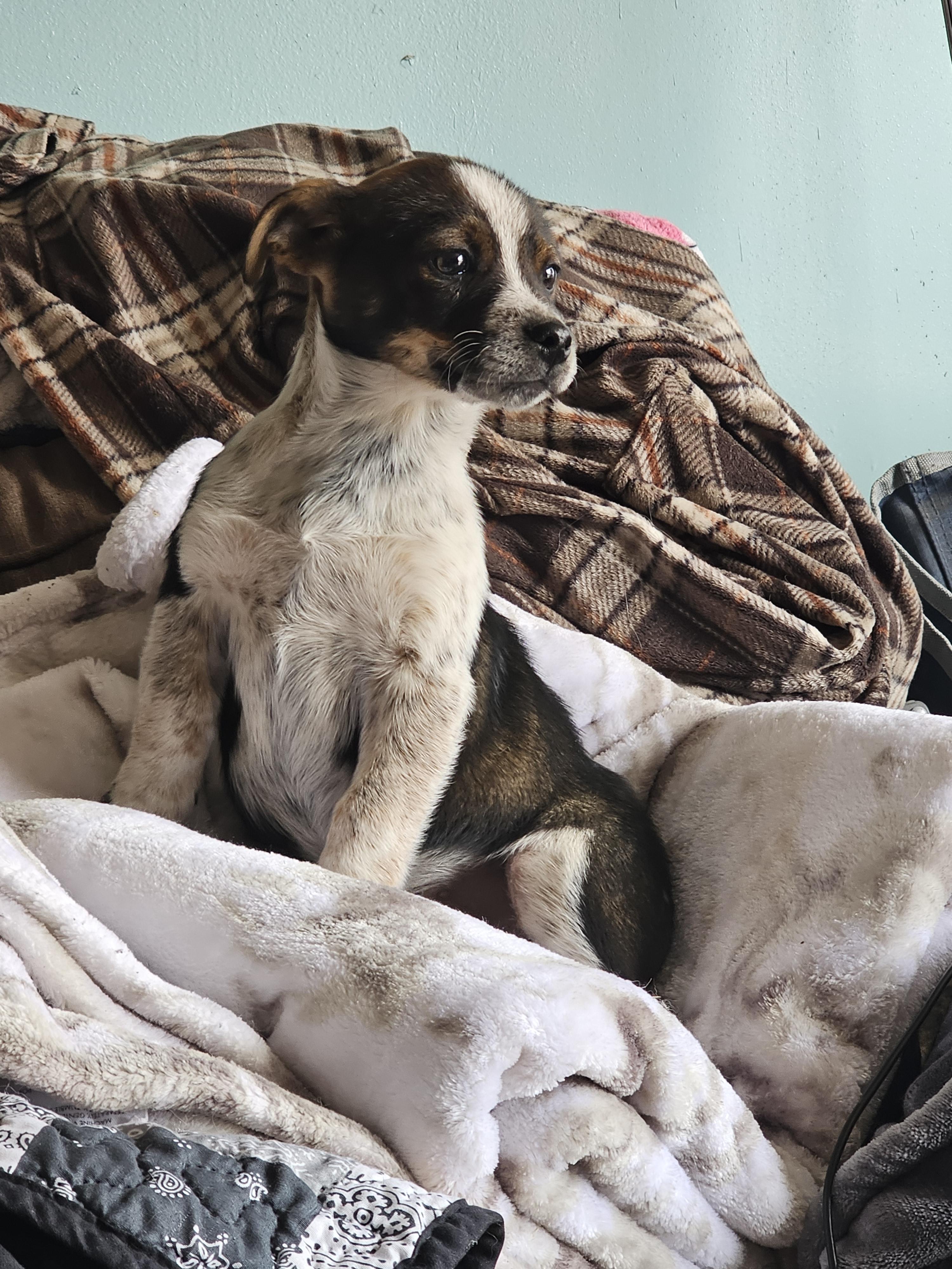 Enlarge Rodeo, an adopted mixed breed in Phelan, CA image 3/6