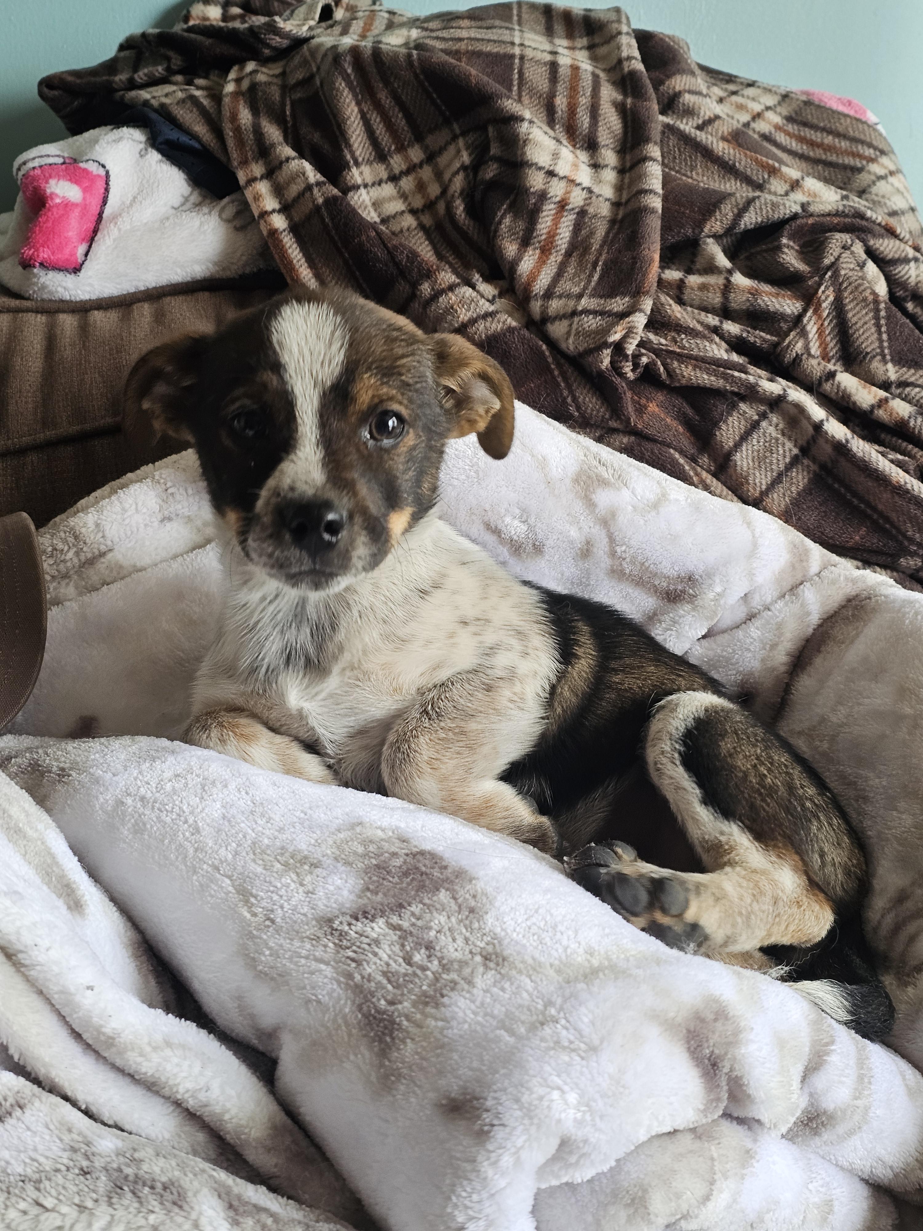 Enlarge Rodeo, an adopted mixed breed in Phelan, CA image 4/6