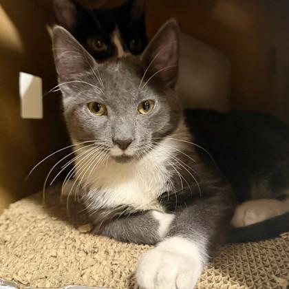 Edmund, Adoptable, Kitten Male Domestic Short Hair & Domestic Short Hair.