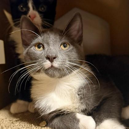 Enlarge Edmund, a Adoptable mixed breed in Wheaton, IL image 2/3