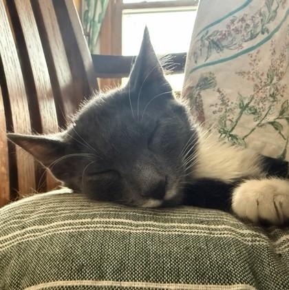 Enlarge Edmund, a Adoptable mixed breed in Wheaton, IL image 3/3