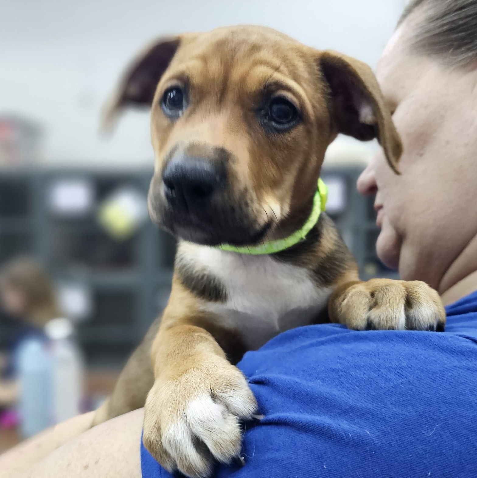 Reese the Mixed Breed