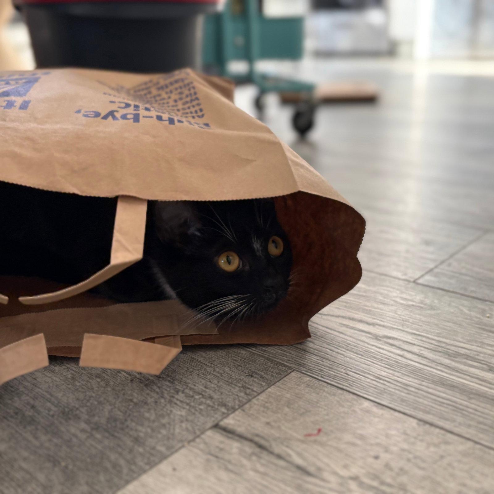 Enlarge Tulip, a Adopted Domestic Short Hair in Brooklyn, NY image 1/3