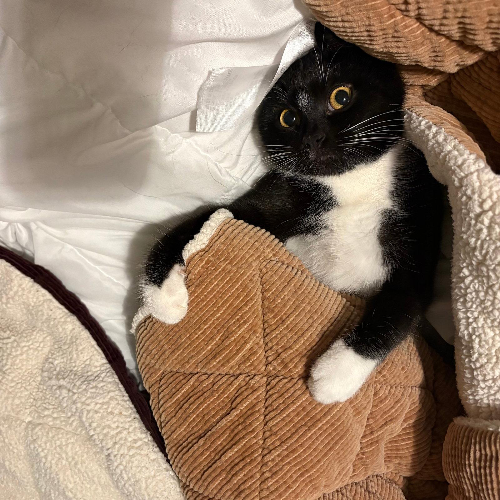 Enlarge Tulip, a Adopted Domestic Short Hair in Brooklyn, NY image 2/3