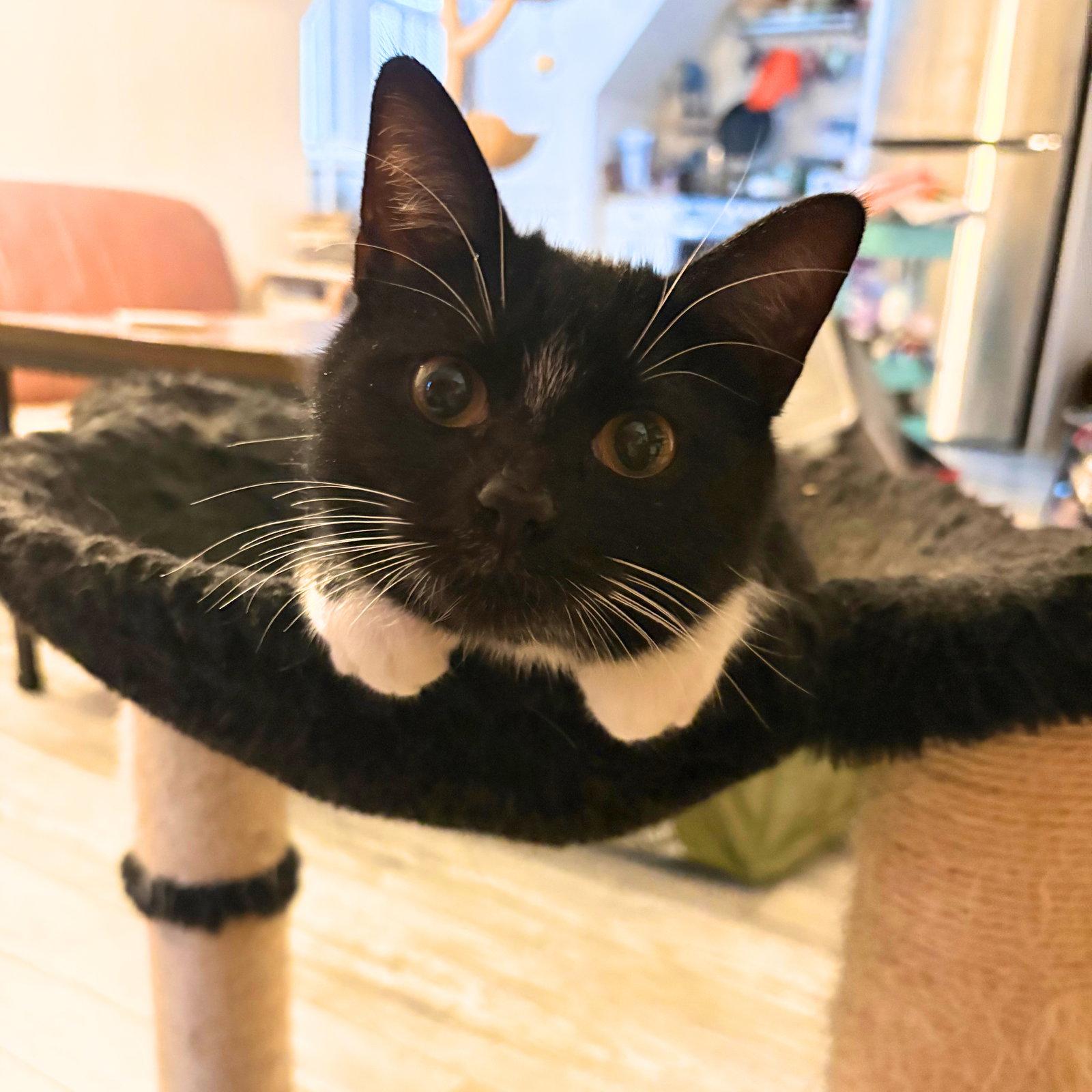 Enlarge Tulip, a Adopted Domestic Short Hair in Brooklyn, NY image 3/3