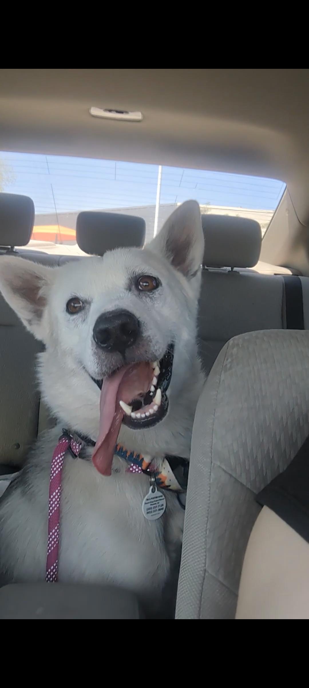 Enlarge Bolt, a Adoptable Siberian Husky in Scottsdale, AZ image 1/1