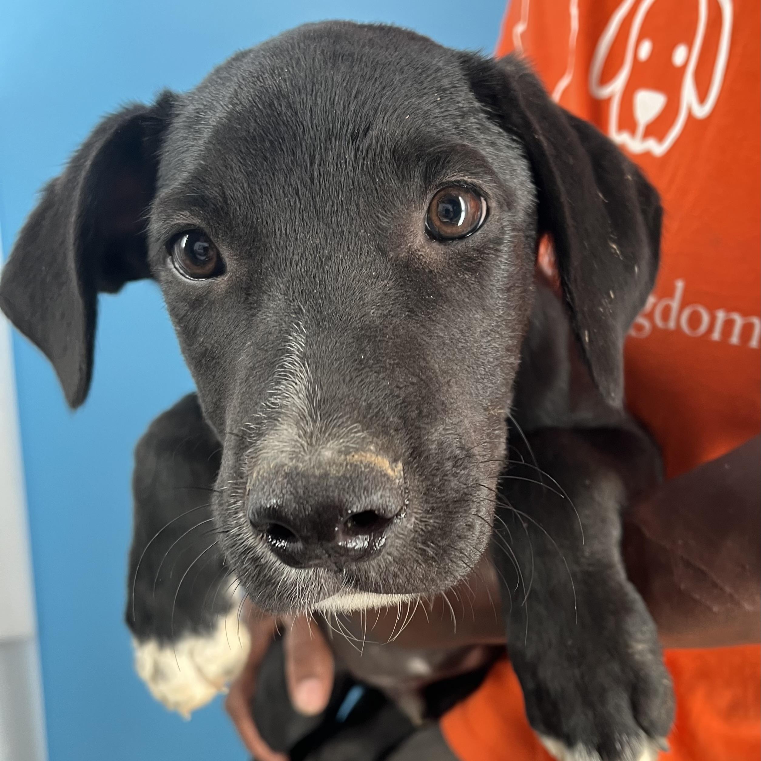 Oreo - Local Ded 19-21, a Adoptable mixed breed in Beaverton , OR image 1/6