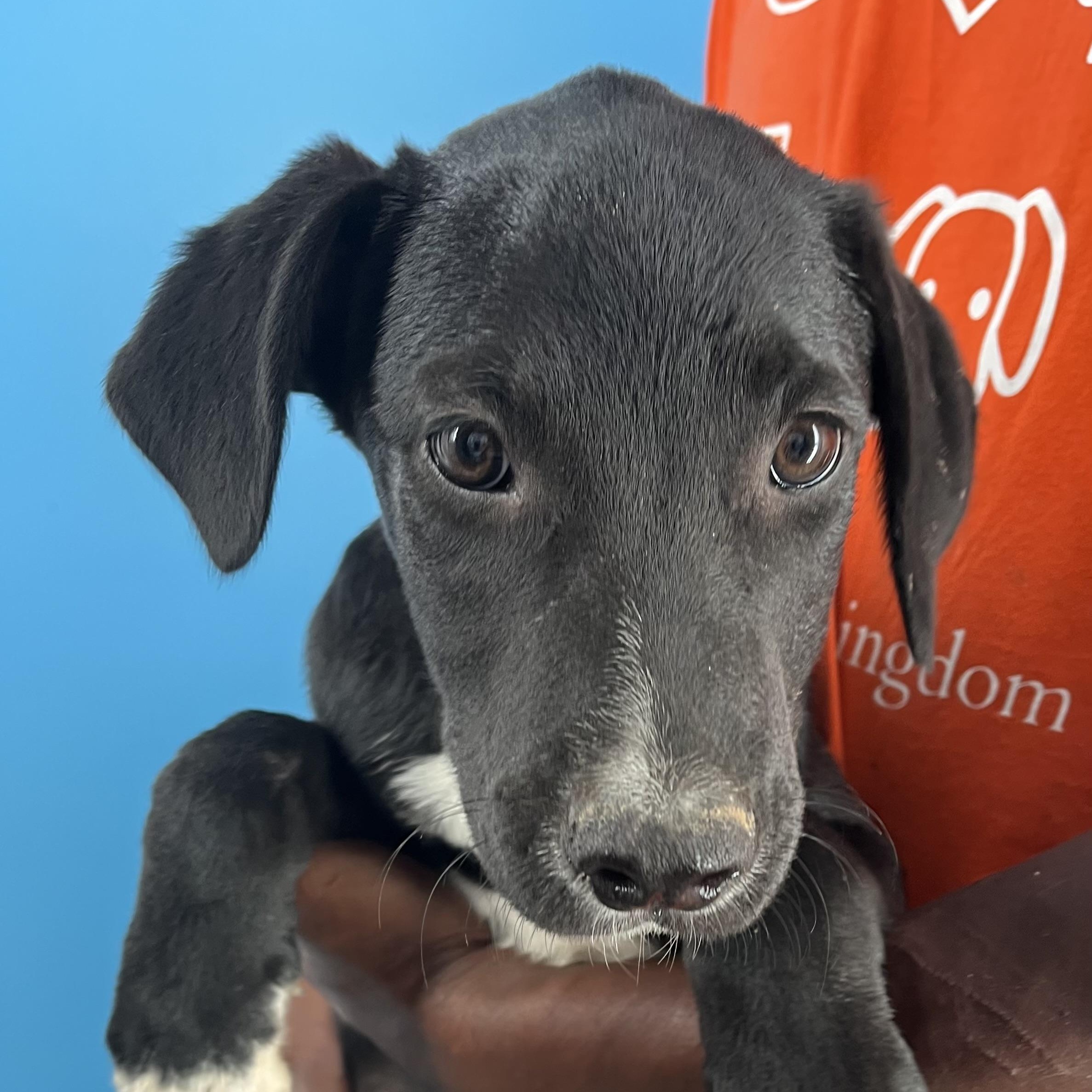 Oreo - Local Ded 19-21, a Adoptable mixed breed in Beaverton , OR image 4/6