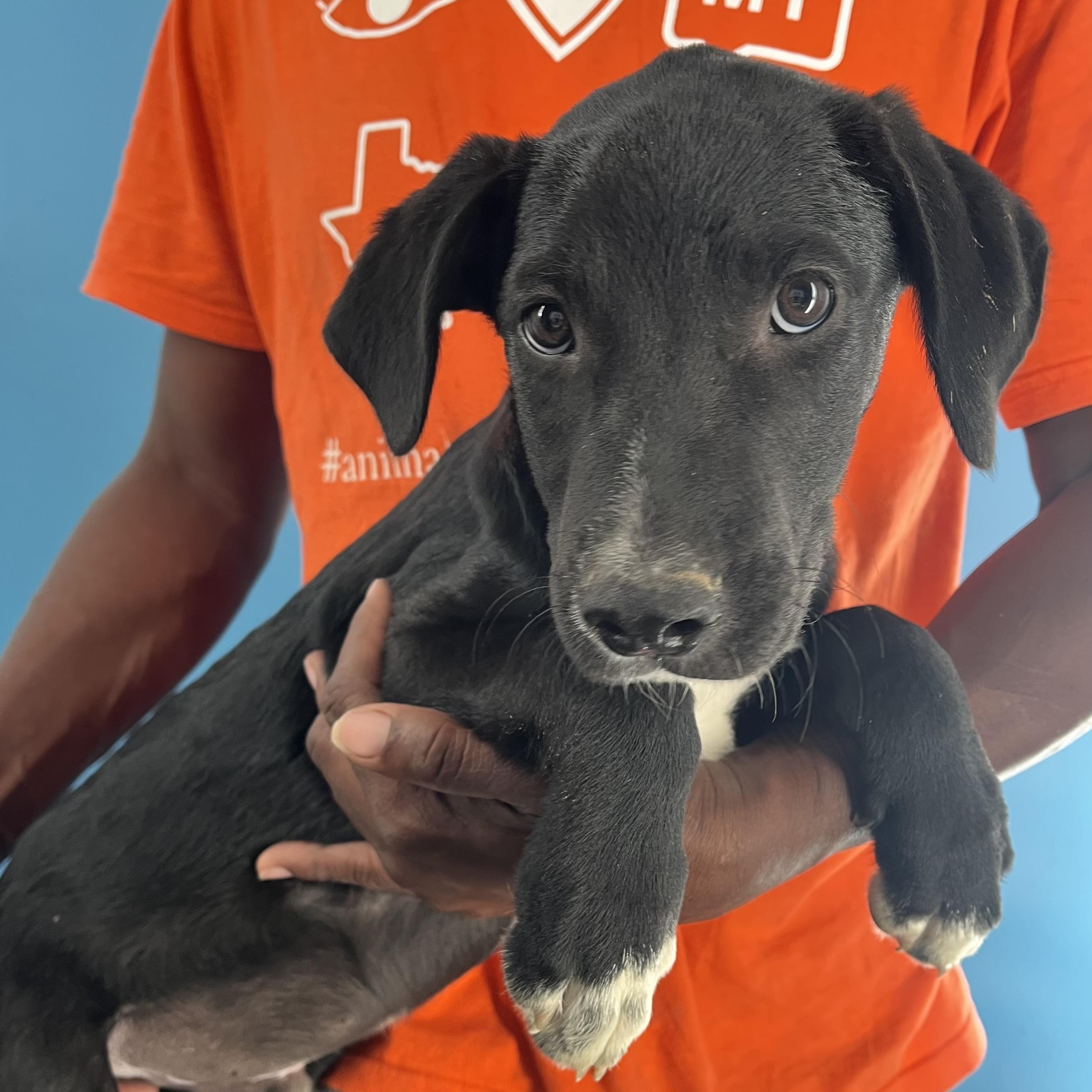 Oreo - Local Ded 19-21, a Adoptable mixed breed in Beaverton , OR image 5/6