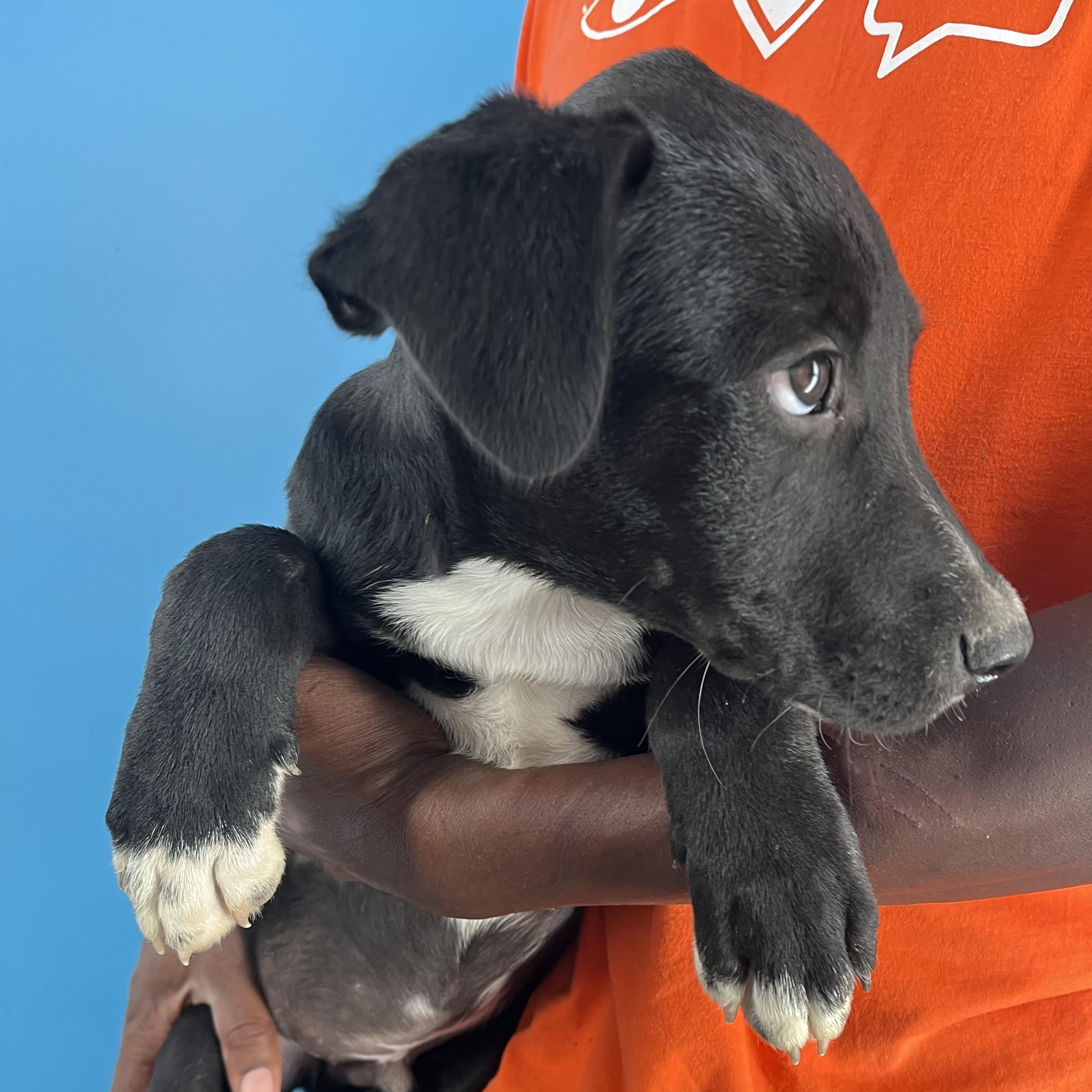 Oreo - Local Ded 19-21, a Adoptable mixed breed in Beaverton , OR image 6/6