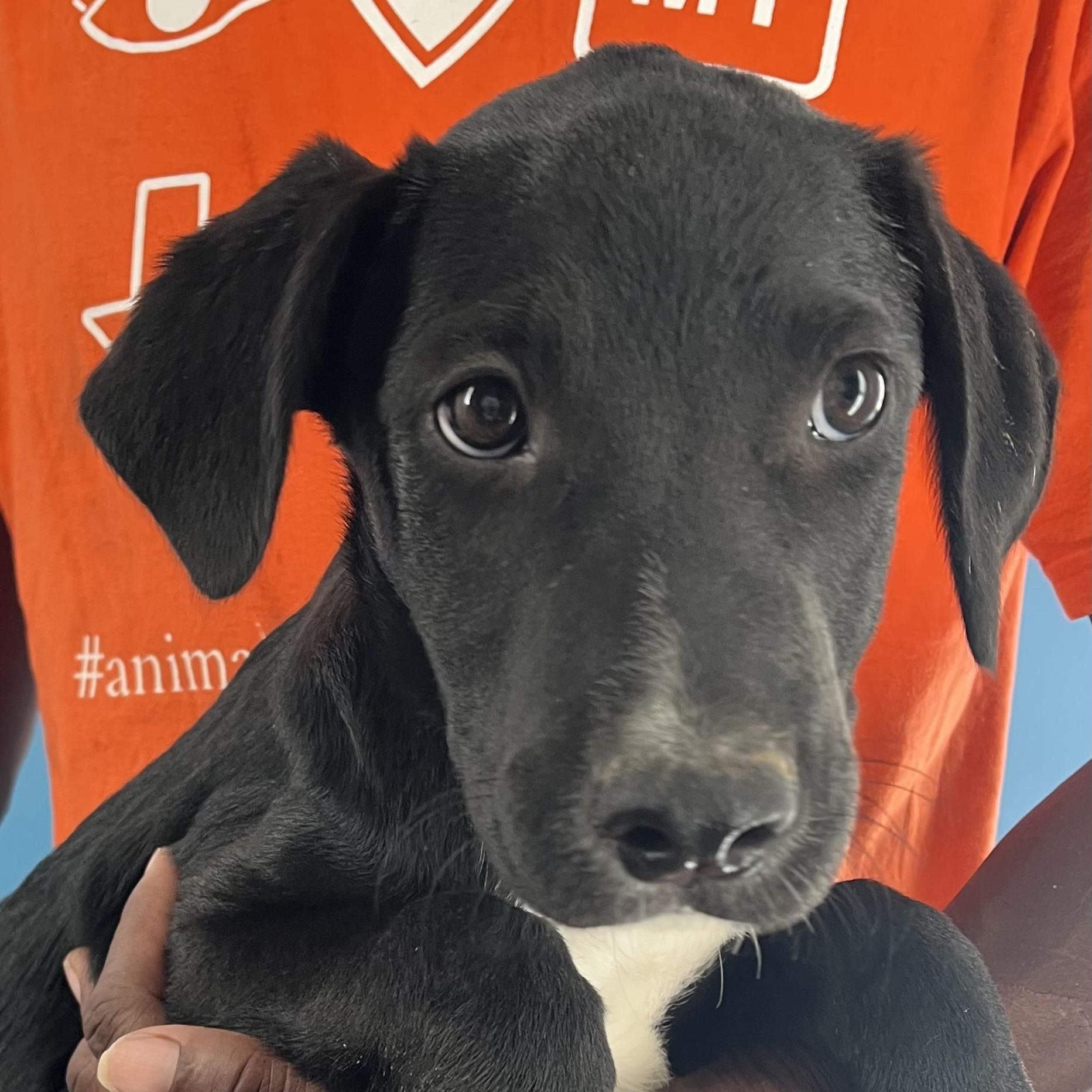 Oreo - Local Ded 19-21, a Adoptable mixed breed in Beaverton , OR image 3/6