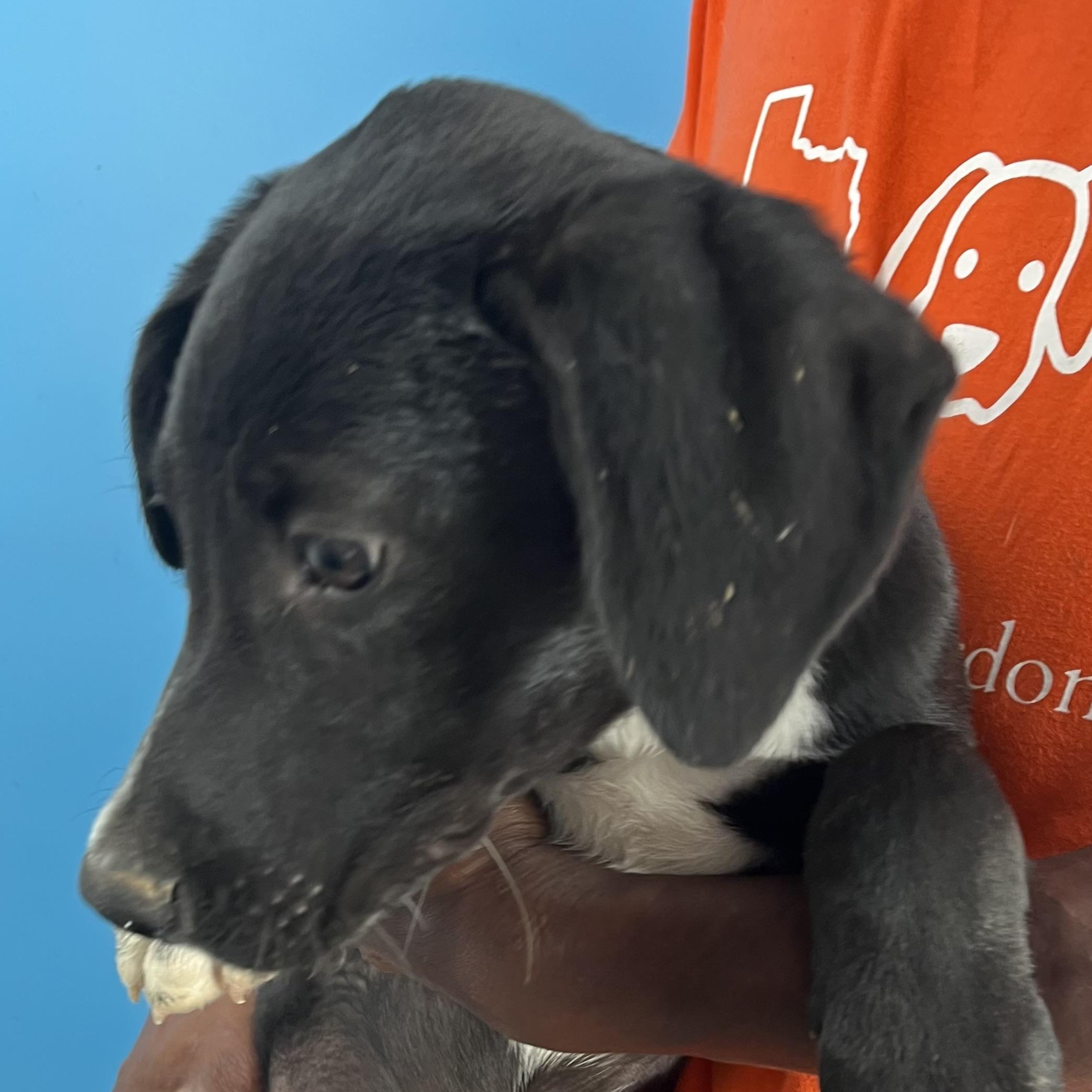 Oreo - Local Ded 19-21, a Adoptable mixed breed in Beaverton , OR image 2/6