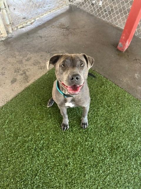 Gwennie, a ADOPTABLE mixed breed in Fayetteville, AR image 4/4