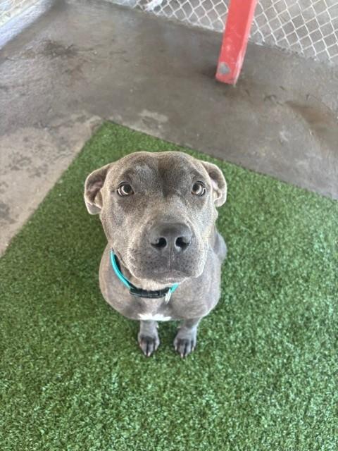 Gwennie, a ADOPTABLE mixed breed in Fayetteville, AR image 3/4