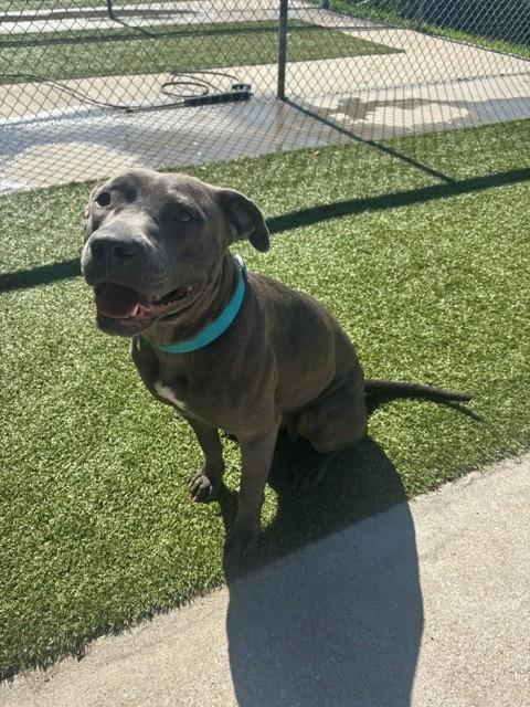 Gwennie, a ADOPTABLE mixed breed in Fayetteville, AR image 2/4