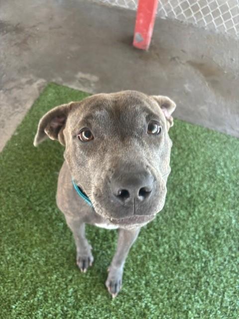 Gwennie, ADOPTABLE, Adult Female Pit Bull Terrier.