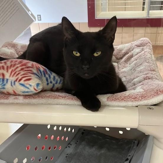 GIANNA, Adoptable, Young Female Domestic Short Hair.