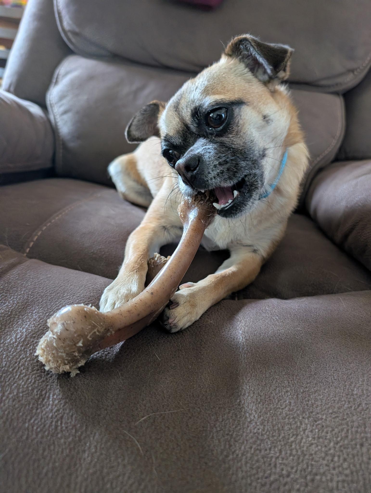 Isabella, a Adoptable mixed breed in San Jose, CA image 2/3