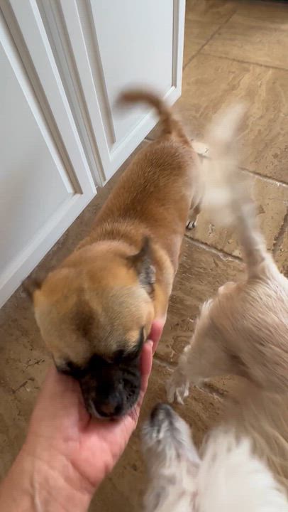 Enlarge Isabella, a Adoptable mixed breed in San Jose, CA video 3/3