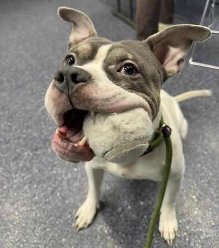 MOBBY, Adoptable, Adult Male Pit Bull Terrier & Mixed Breed.