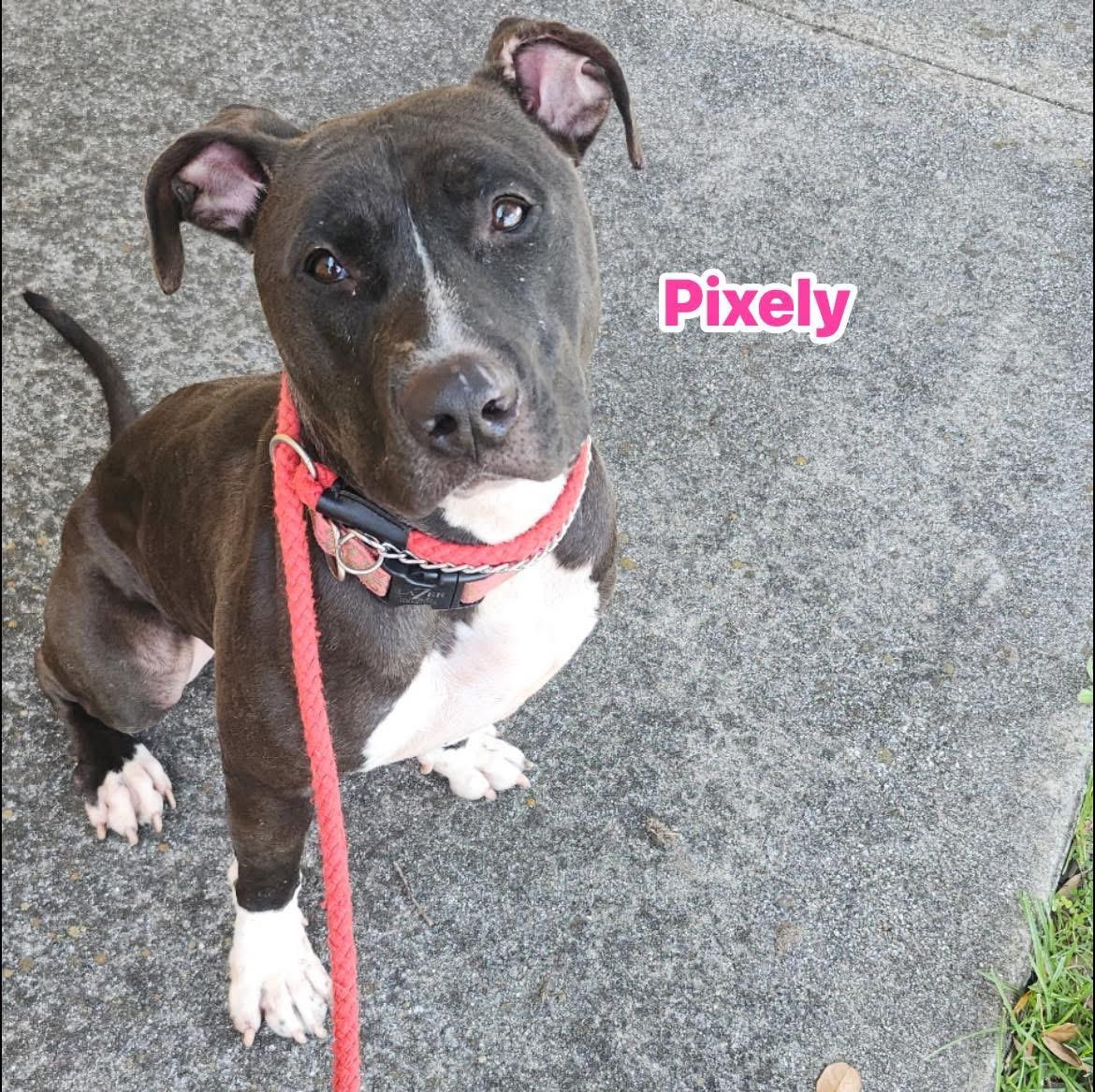 Pixely, Adoptable, Young Female Pit Bull Terrier.
