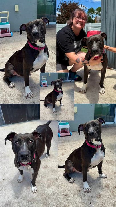 Enlarge Pixely, a Adoptable mixed breed in Port Saint Lucie, FL video 6/6