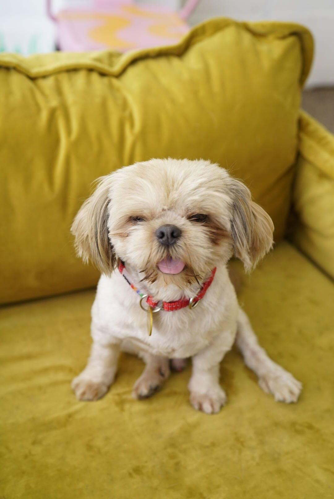 Enlarge Newton, a Adopted mixed breed in Pasadena, CA image 4/6