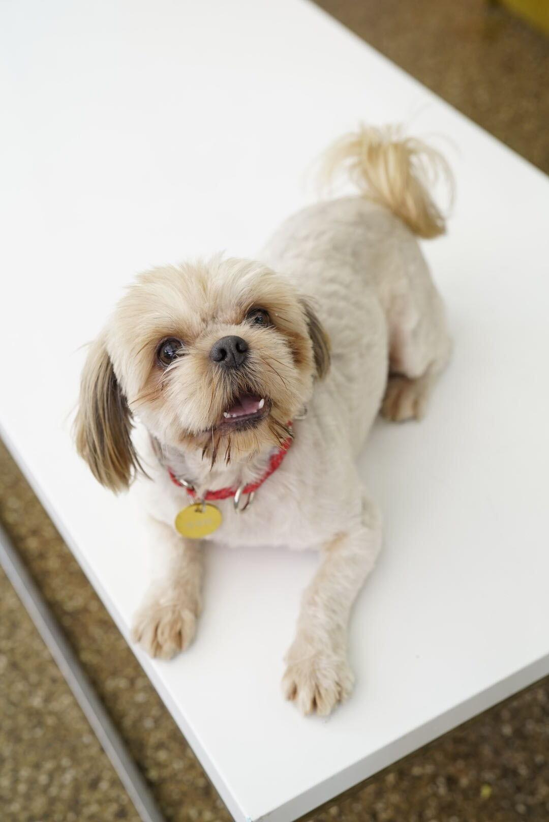 Enlarge Newton, a Adopted mixed breed in Pasadena, CA image 3/6
