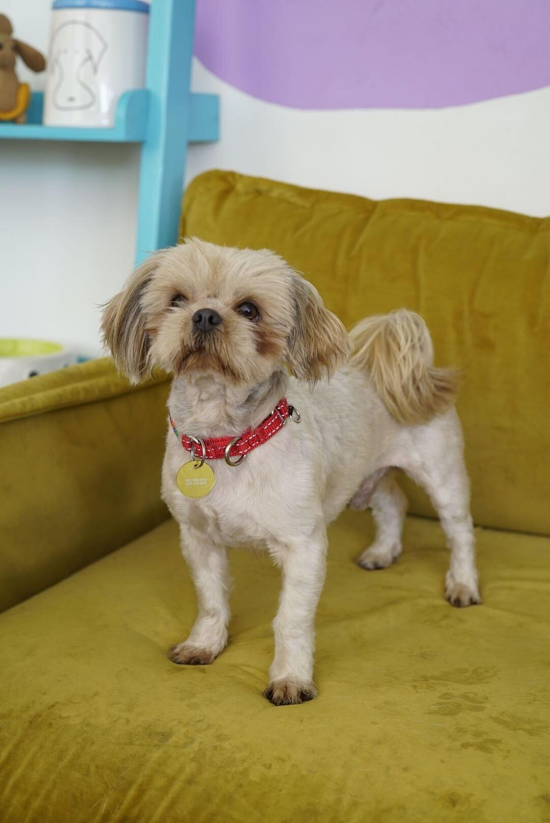 Enlarge Newton, a Adopted mixed breed in Pasadena, CA image 6/6