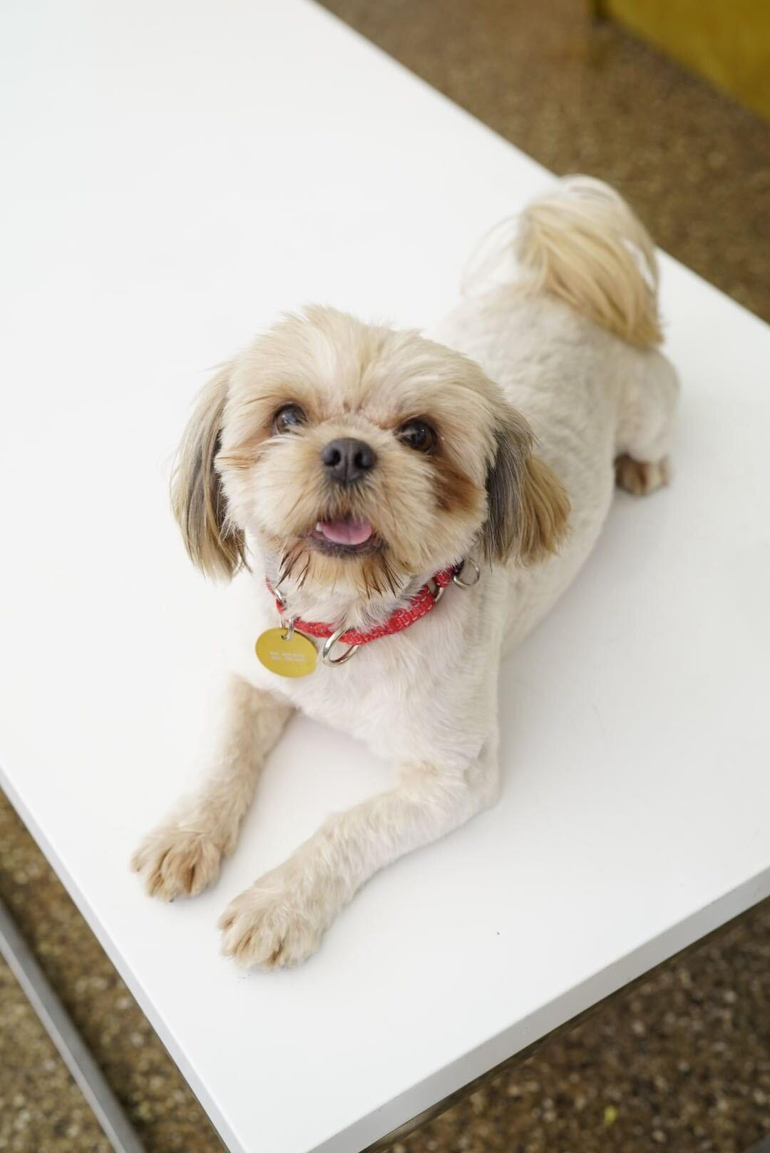 Newton, Adopted, Young Male Shih Tzu & Brussels Griffon.