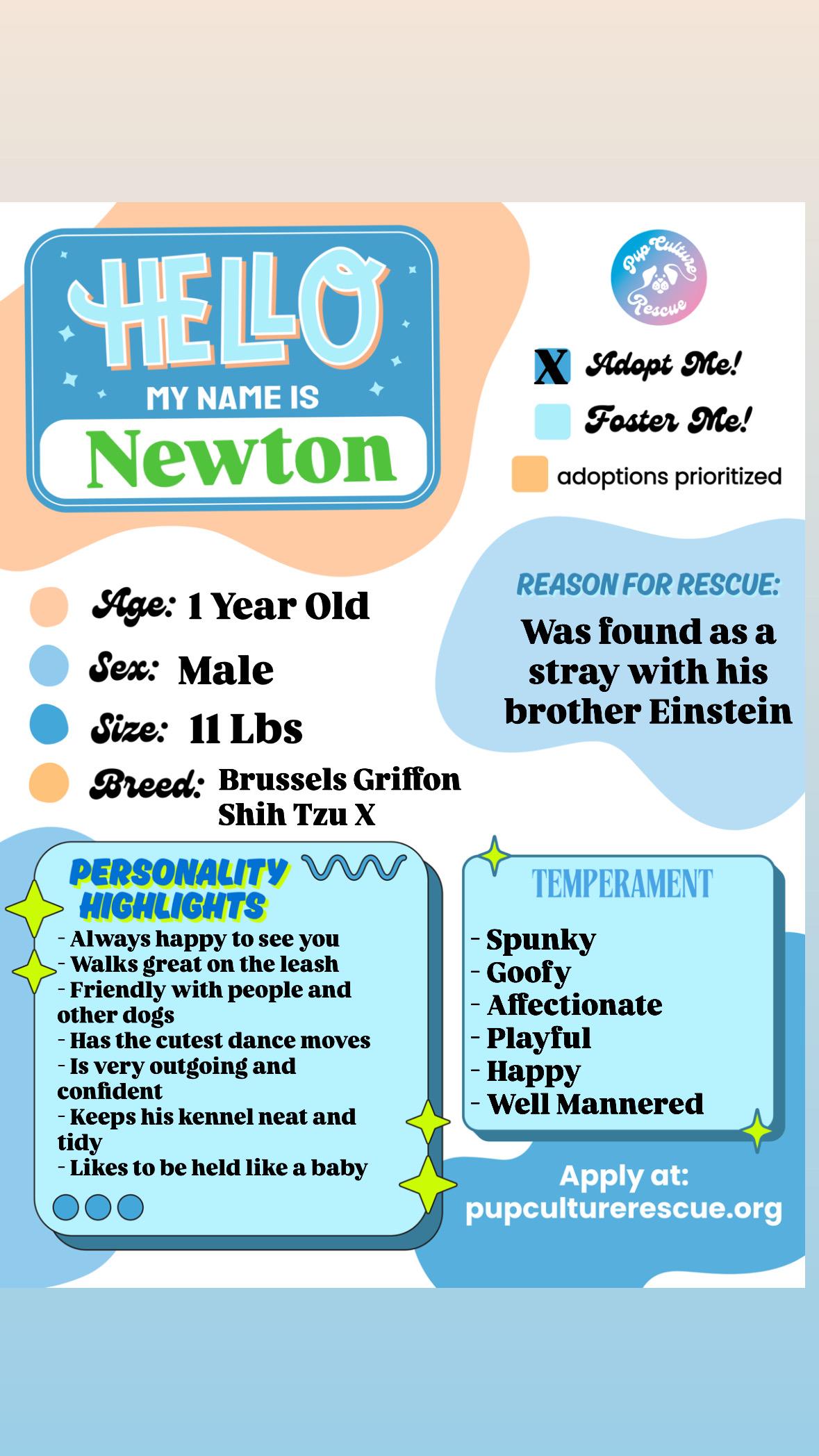 Enlarge Newton, a Adopted mixed breed in Pasadena, CA image 2/6