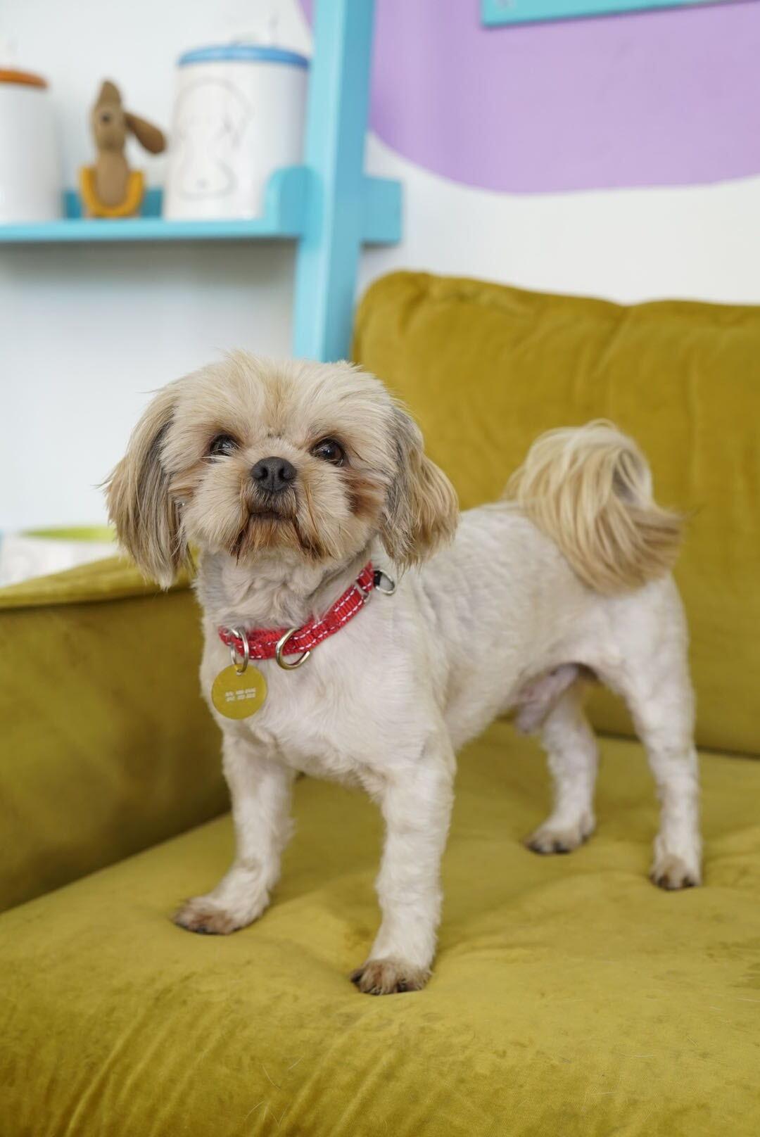 Enlarge Newton, a Adopted mixed breed in Pasadena, CA image 5/6