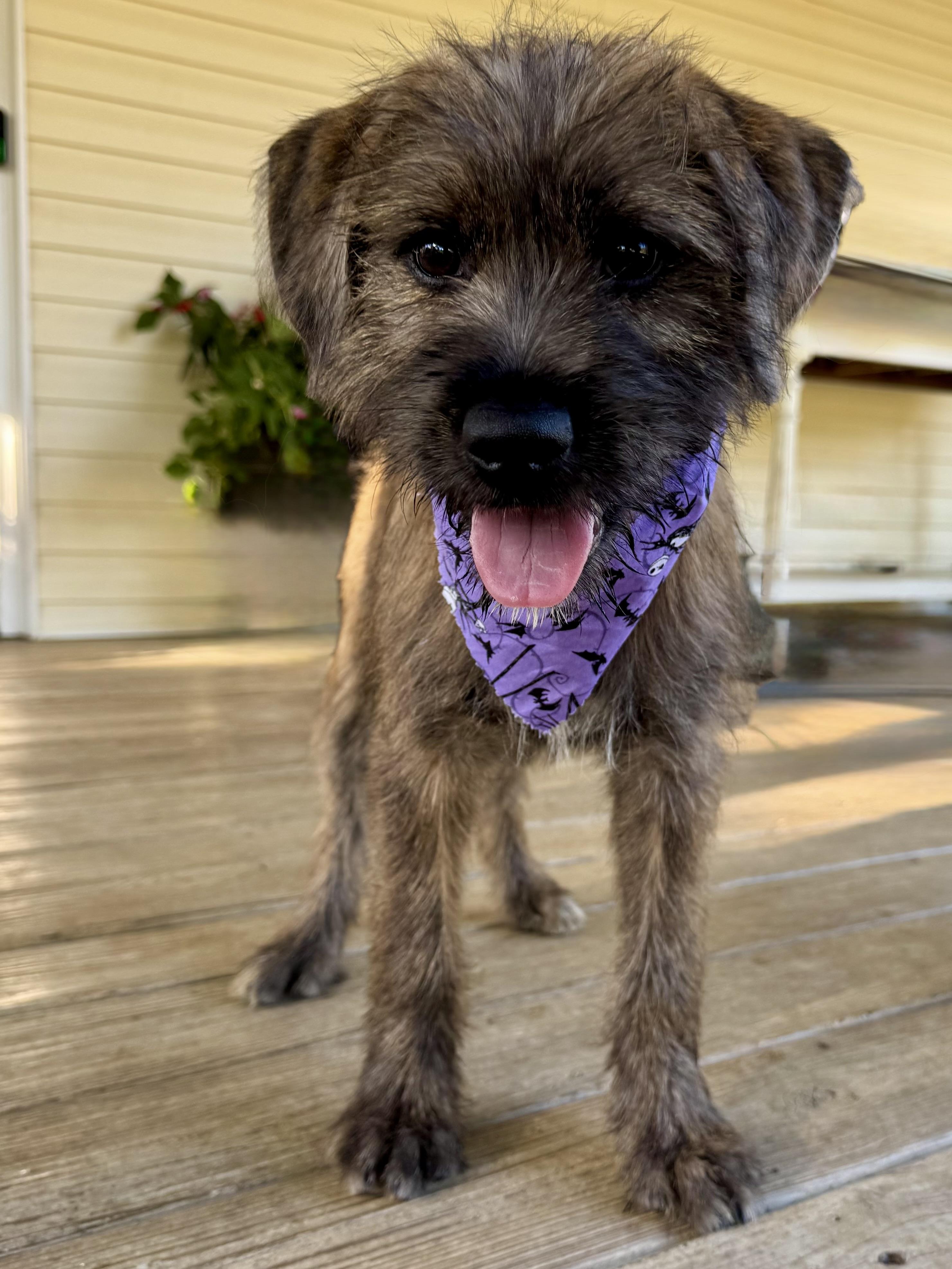Murphy