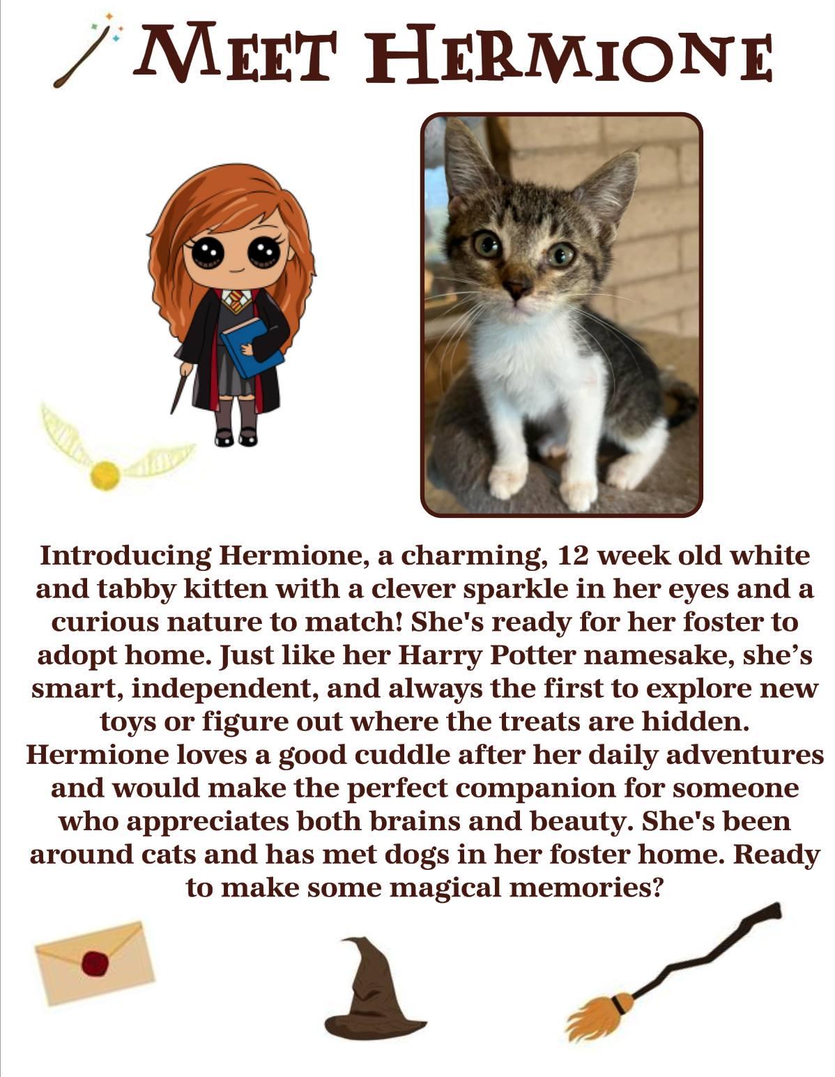 Hermione, an adoptable Domestic Short Hair in Clovis, NM, 88101 | Photo Image 1