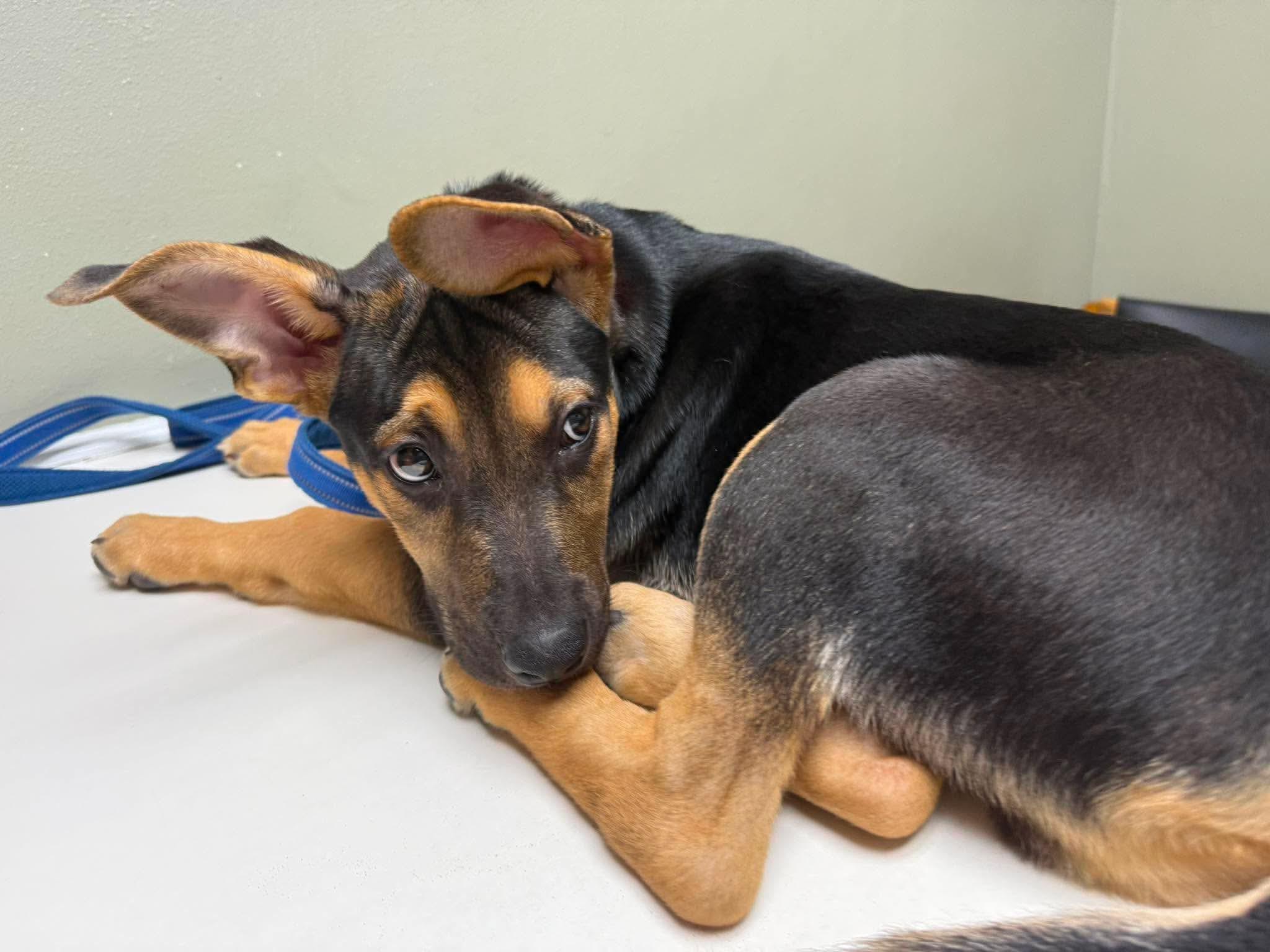 Enlarge Hutch, a ADOPTABLE mixed breed in Fort Worth, TX image 3/6