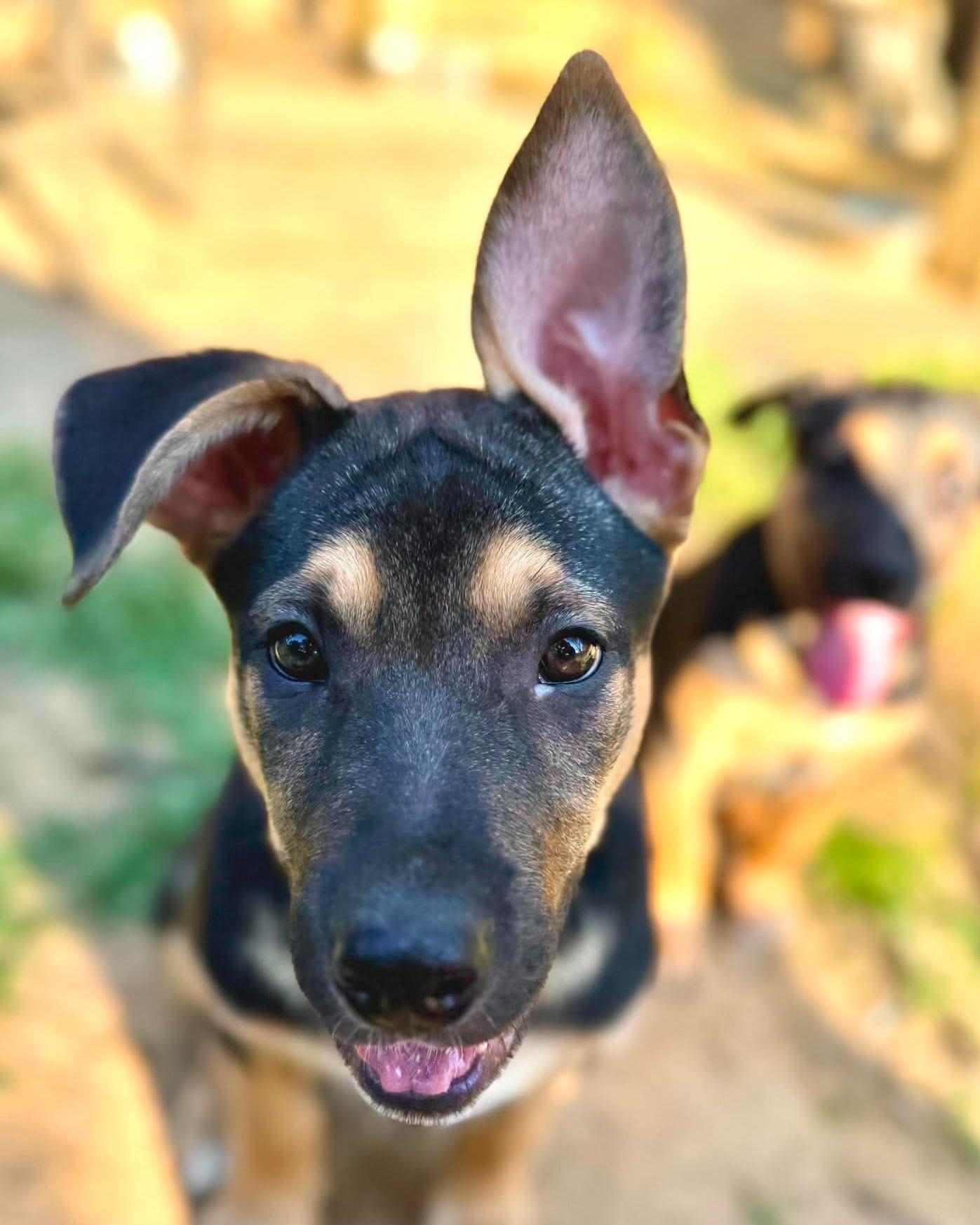 Enlarge Hutch, a ADOPTABLE mixed breed in Fort Worth, TX image 4/6