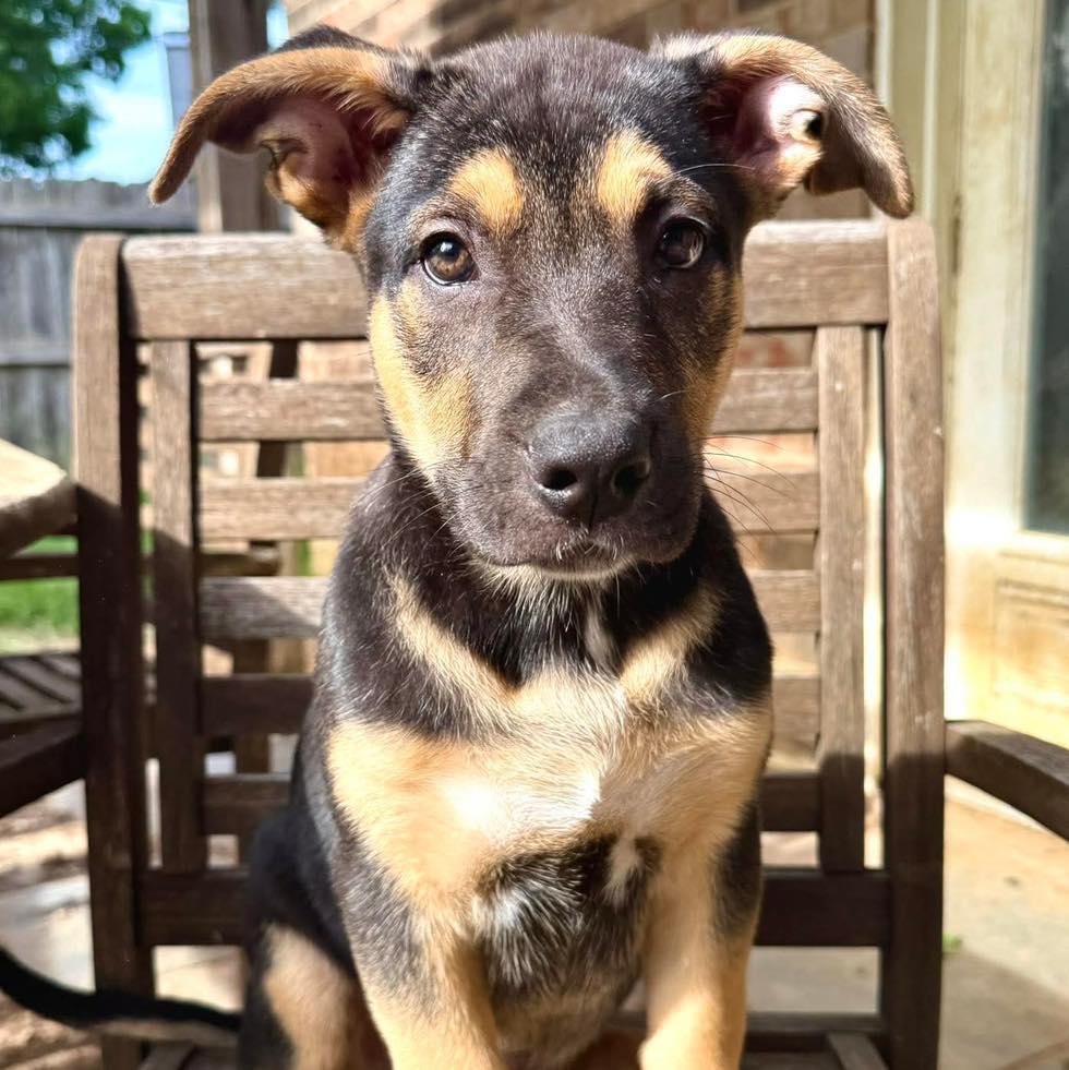 Enlarge Hutch, a ADOPTABLE mixed breed in Fort Worth, TX image 6/6