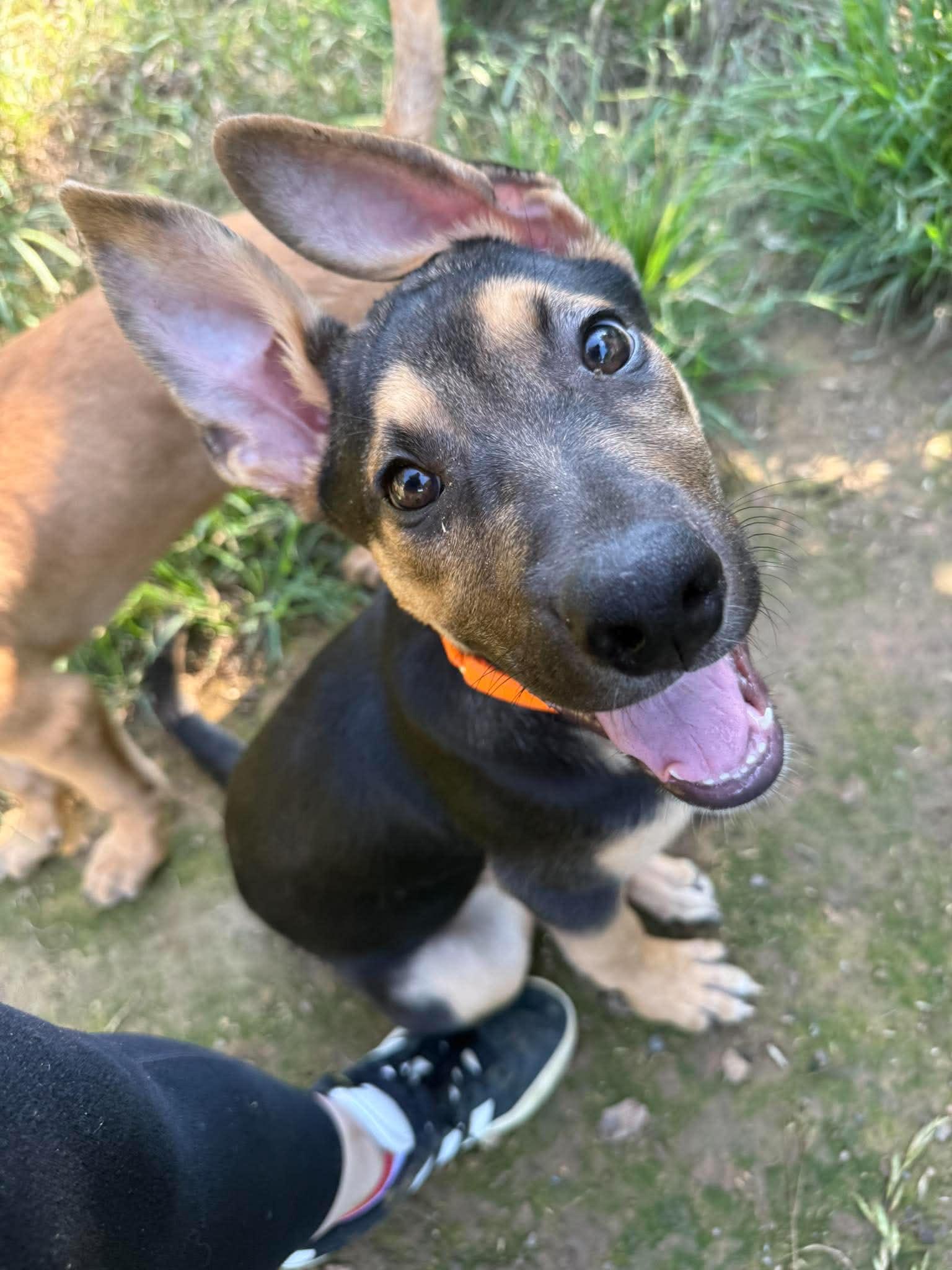 Hutch, ADOPTABLE, Puppy Male German Shepherd Dog & Pit Bull Terrier.